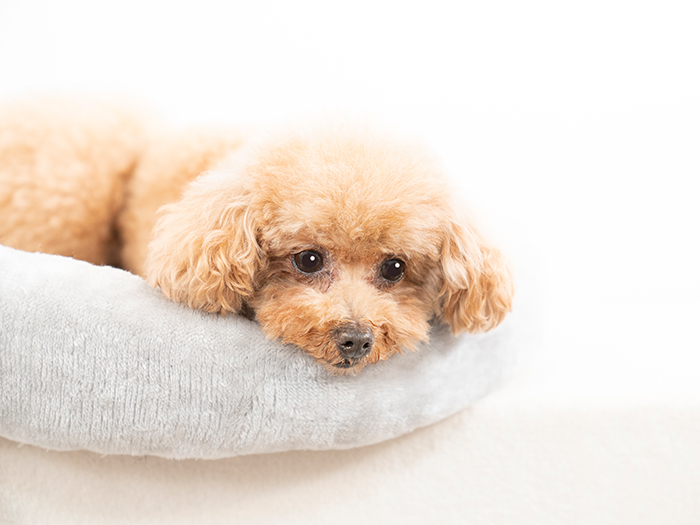 すべての命に尊厳を